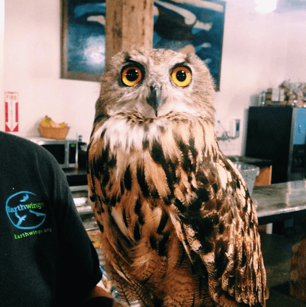 Face to face with an owl