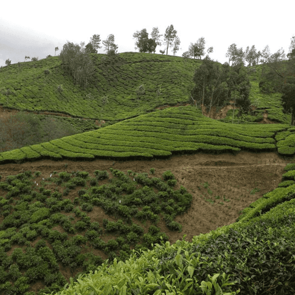 Rolling tea plantations